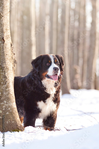 Fototapeta Naklejka Na Ścianę i Meble -  bernese mountain dog standing between trees in the snow