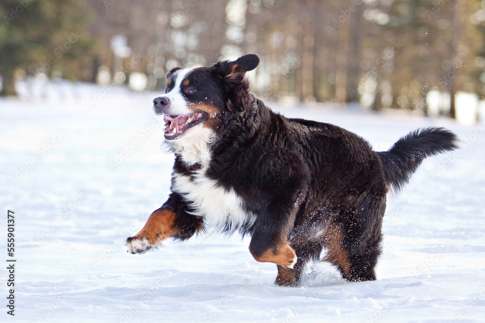 bernese mountain dog running through snow, flying ear and lifted paw bernese mountain dog running through snow, flying ear and lifted paw