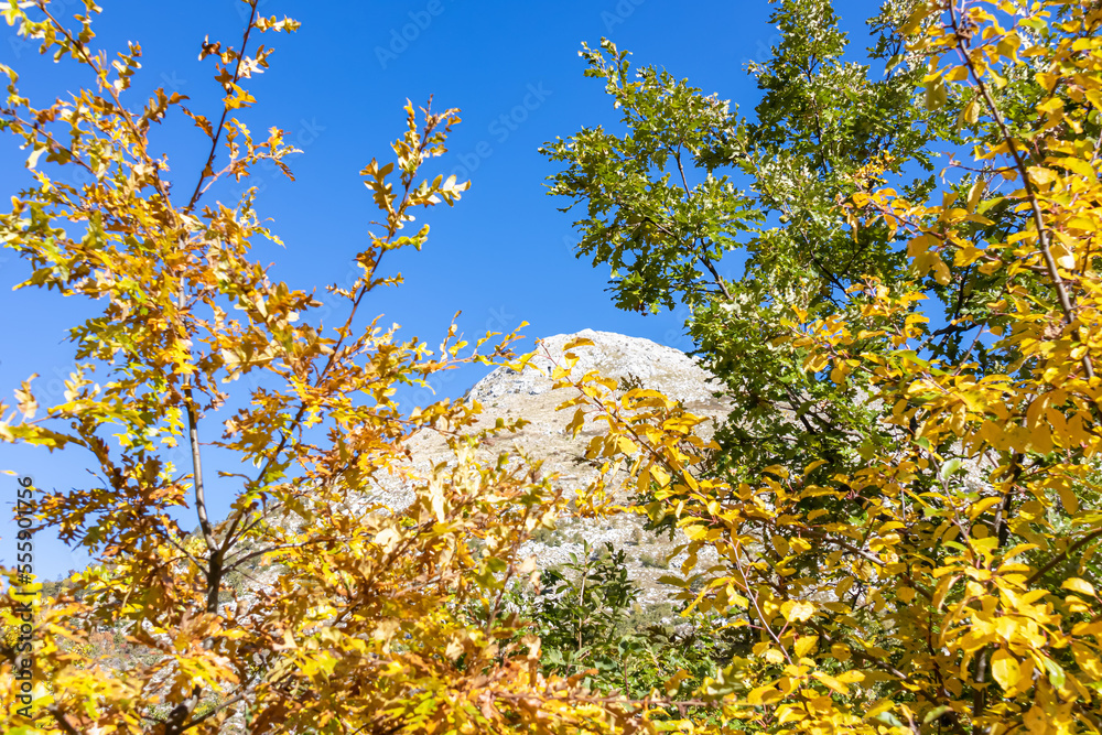 Golden coloured tree branches with scenic view of mountain peak of Derinski Vrh, Adriatic Mediterranean Sea, Montenegro, Balkan Peninsula, Europe. Sunny autumn day in Lovcen, Orjen national park Golden coloured tree branches with scenic view of mountain peak of Derinski Vrh, Adriatic Mediterranean Sea, Montenegro, Balkan Peninsula, Europe. Sunny autumn day in Lovcen, Orjen national park