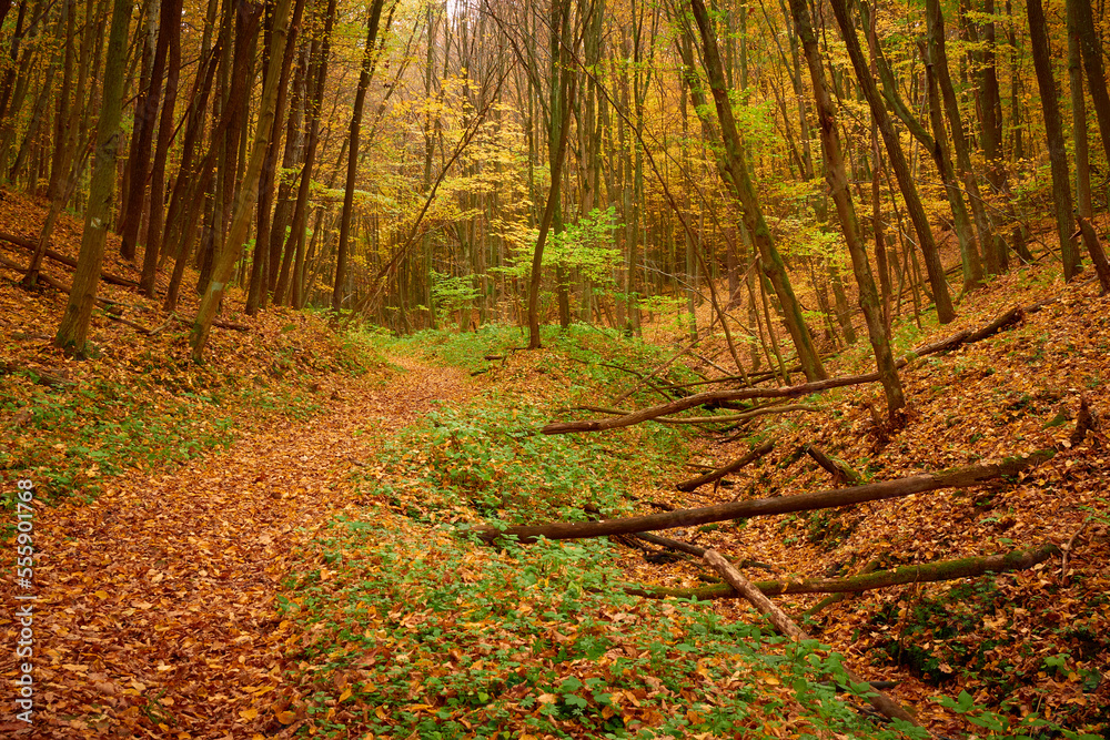 Autumn forest. Golden autumn forest. Fall collors forest.