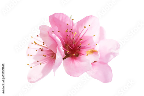 Valokuvatapetti Almond pink spring flowers in PNG isolated on transparent background