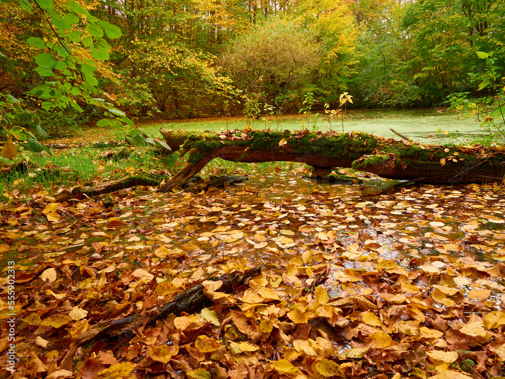 Autumn forest. Golden autumn forest. Fall collors forest. Autumn forest. Golden autumn forest. Fall collors forest.
