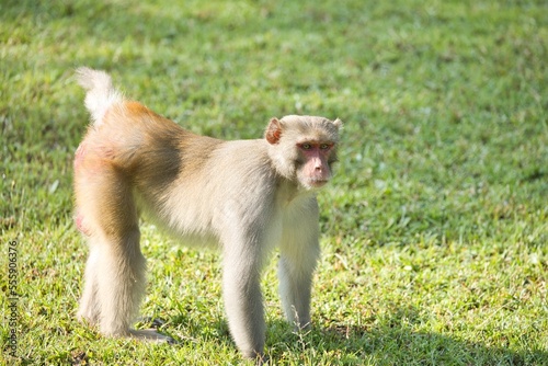 Canvas Print Cute Macaques or Monkey posing for photos to the people who are in the jeep safari