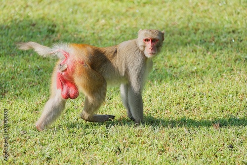 Photography Cute Macaques or Monkey posing for photos to the people who are in the jeep safari