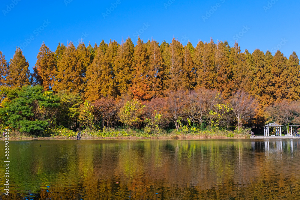 東京都葛飾区 秋の水元公園 メタセコイアの森