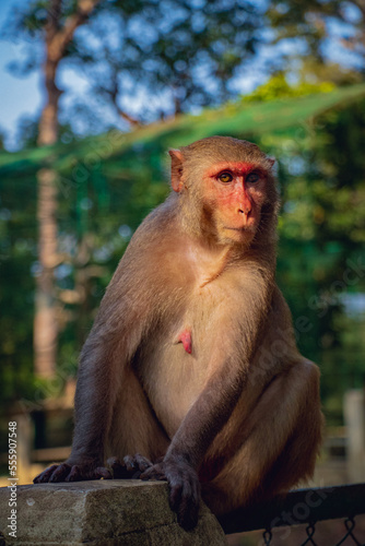 A monkey is sitting in the sunlight © mamorshedalam