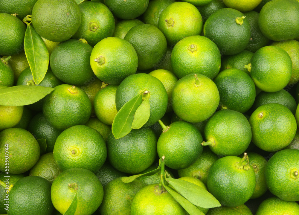 Fresh green limes background. Many ripe calamansi limes close up. Fresh green limes background. Many ripe calamansi limes close up.