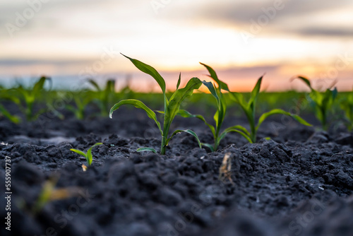Agricultural scene with corn sprouts in fertilized soil in a sunset sky.