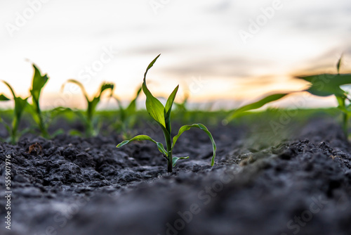 Maize seedling in the agricultural garden with a sunset sky.