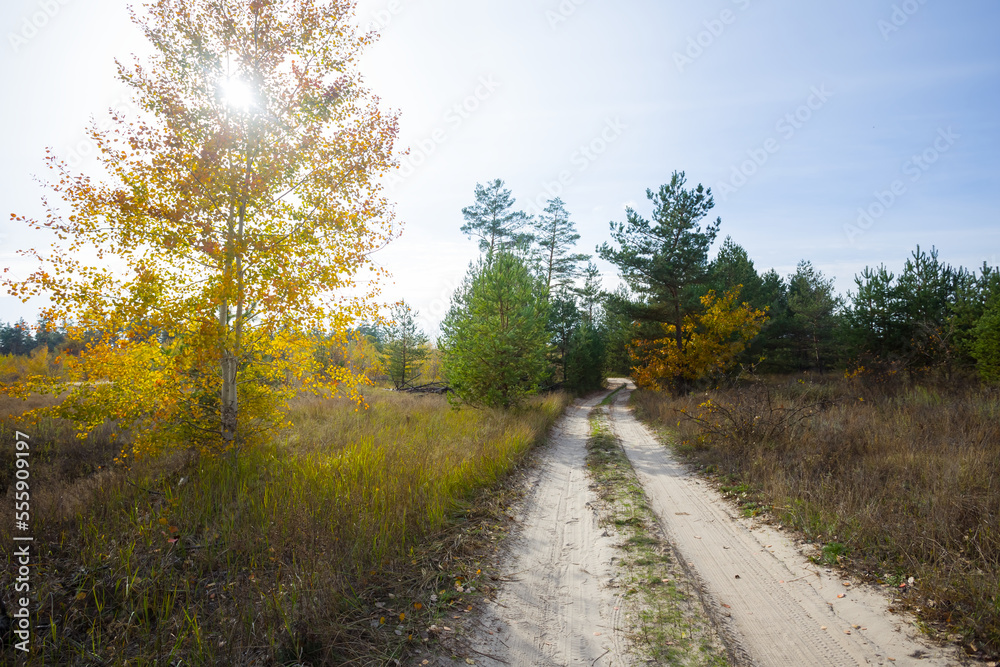 ground road through the forest at sunny autumn day