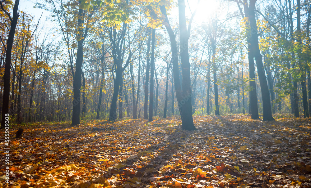 Obraz premium autumn forest glade covered by red dry leaves in light of sparkle sun