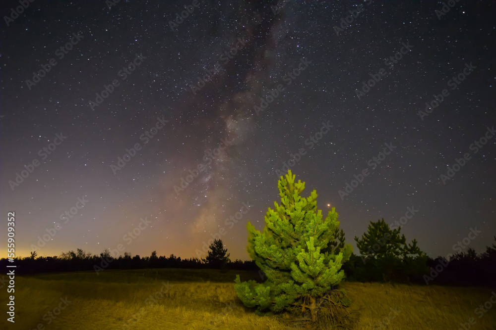 alone pine tree among sandy prairie under a starry sky, beautiful night natural landscape alone pine tree among sandy prairie under a starry sky, beautiful night natural landscape