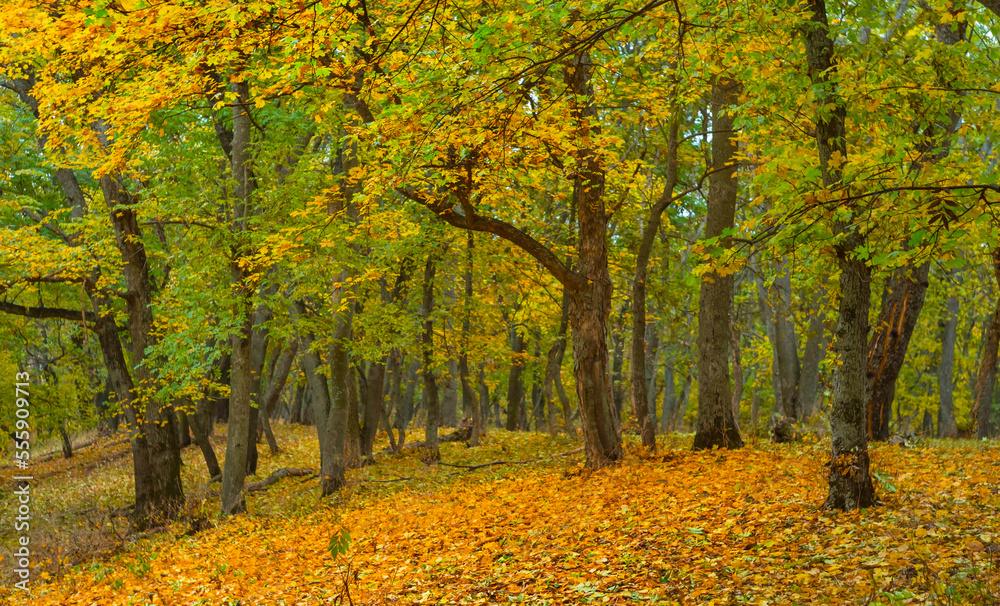 autumn forest glade with red dry leaves, natural seasonal outdoor background autumn forest glade with red dry leaves, natural seasonal outdoor background