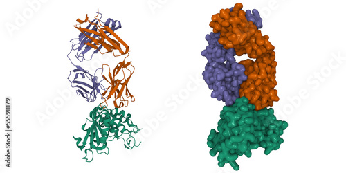 Crystal structure of CD38 (green) with a novel CD38-targeting antibody SAR650984 (isatuximab). 3D cartoon and Gaussian surface models, PDB 4cmh photo