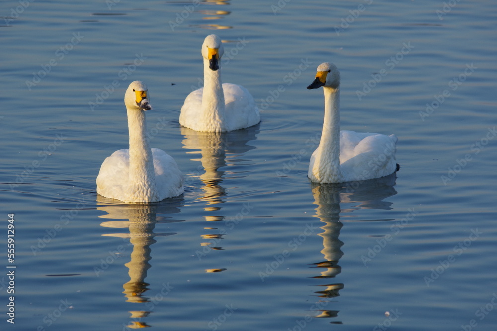 Obraz premium 白鳥の仲間たち