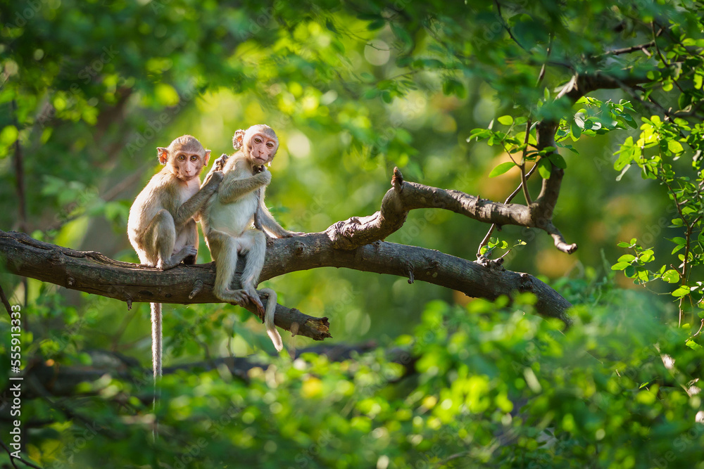 Fototapeta premium Portrait, Two little monkeys or Macaca in a natural forest park sit on a branch and is looking, enjoy, happy. At Khao Ngu Stone Park, Ratchaburi, Thailand. Leave a blank and space for text entry.