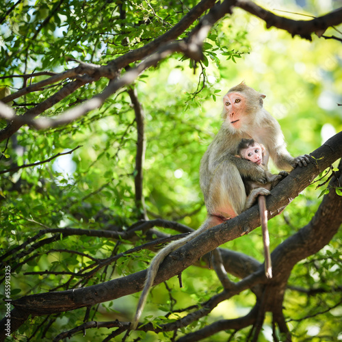 Mother monkey and baby monkey sitting on a tree in the natural forest. She hug the son in her arms with love and safety. Khao Ngu Stone Park, Ratchaburi, Thailand. Leave a blank space for text entry.