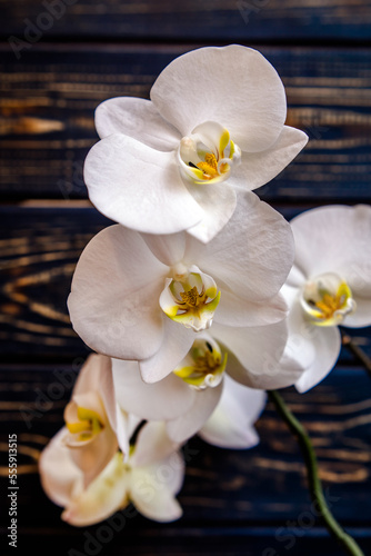 A branch of white orchids on a brown wooden background 