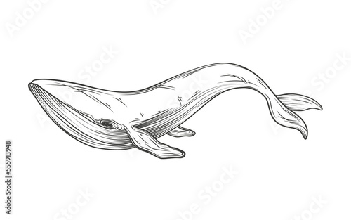 Whale sketch. Illustration on transparent background