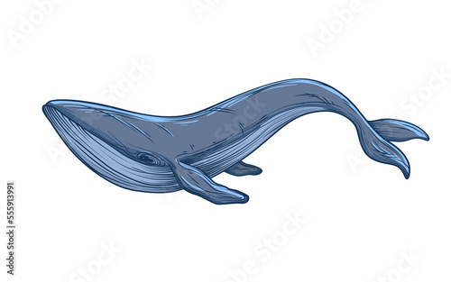 Blue whale sketch. Illustration on transparent background
