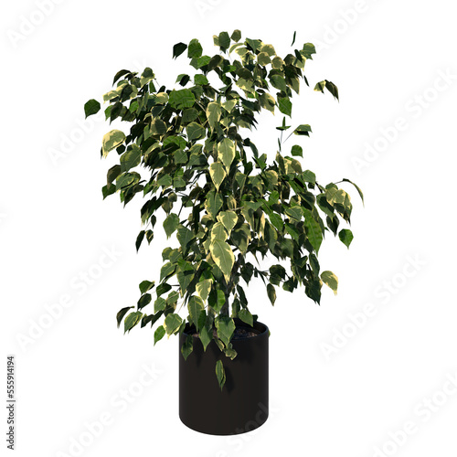 Front view of Plant (Flowerpot with Ficus Benjamina 2) Tree png