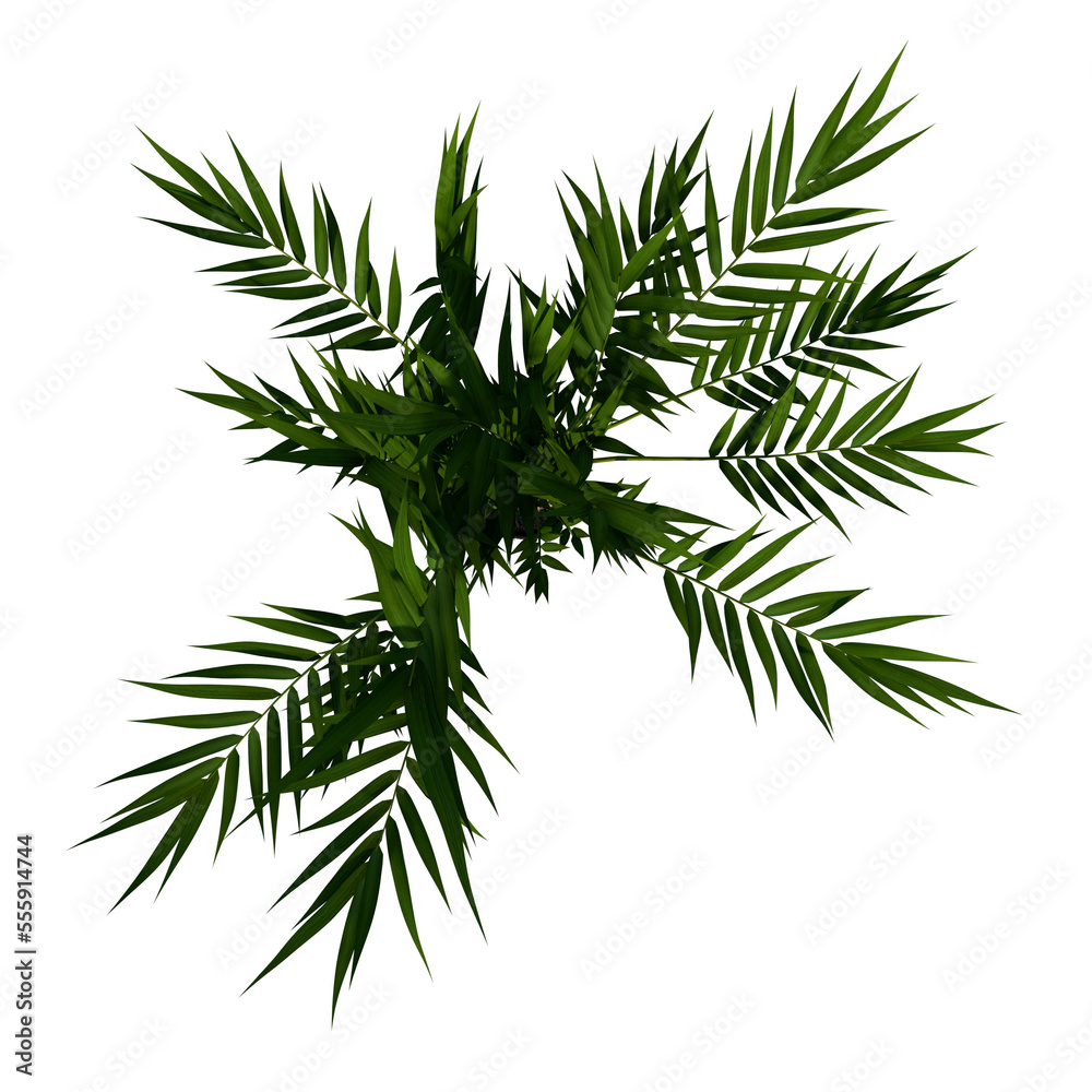 Top view of Plant (Flowerpot with Areca Palm 2) Tree png Top view of Plant (Flowerpot with Areca Palm 2) Tree png