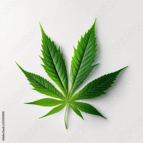 Cannabis leaf on white background