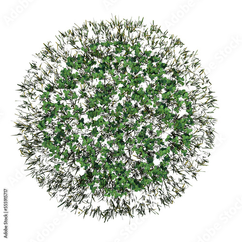 Top view of Plant (Grass 8) Tree png 