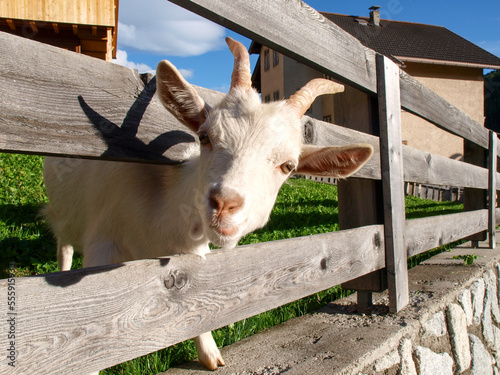 Obraz na plátně White goats in a fence on a farm