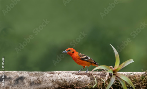 Flame-colored tanager on tree branch