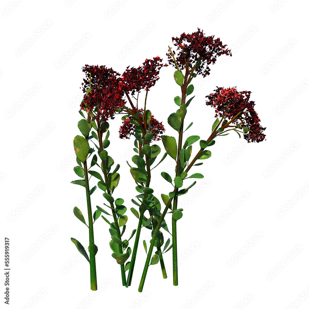 Fototapeta premium Front view of Plant (Astilbe 2) Tree png