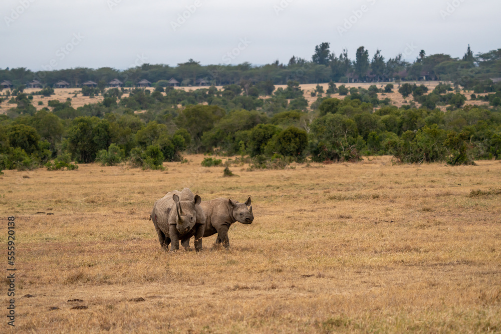Naklejka premium White Rhinoceros Ceratotherium simum Square-lipped Rhinoceros at Khama Rhino Sanctuary Kenya Africa.