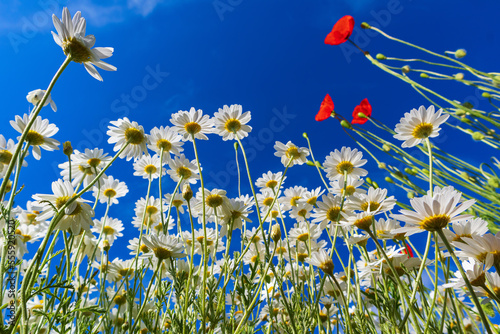 white daisies against the blue sky