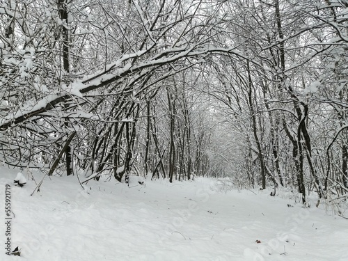 Bosco innevato in lombardia Milano