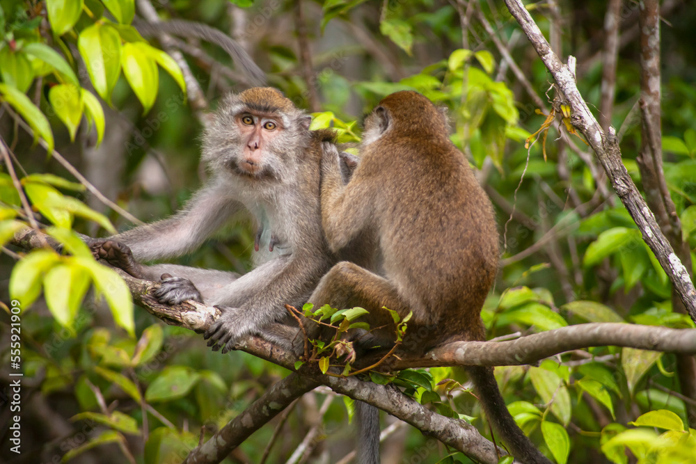 Wild Monkey In Borneo Forest Wild Monkey In Borneo Forest
