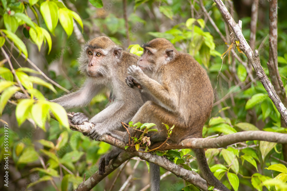 Wild Monkey In Borneo Forest Wild Monkey In Borneo Forest
