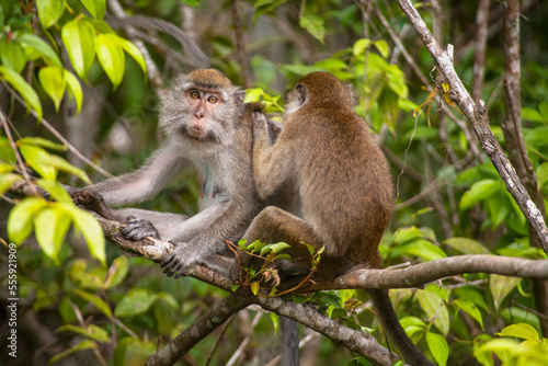 Wild Monkey In Borneo Forest