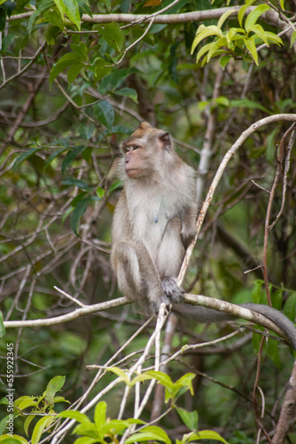Wild Monkey In Borneo Forest © abdul gapur dayak