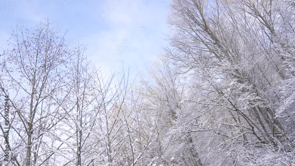 wonderful winter landscape with nature season forest. winter forest landscape in nature season wonderful winter landscape with nature season forest. winter forest landscape in nature season