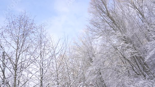 wonderful winter landscape with nature season forest. winter forest landscape in nature season