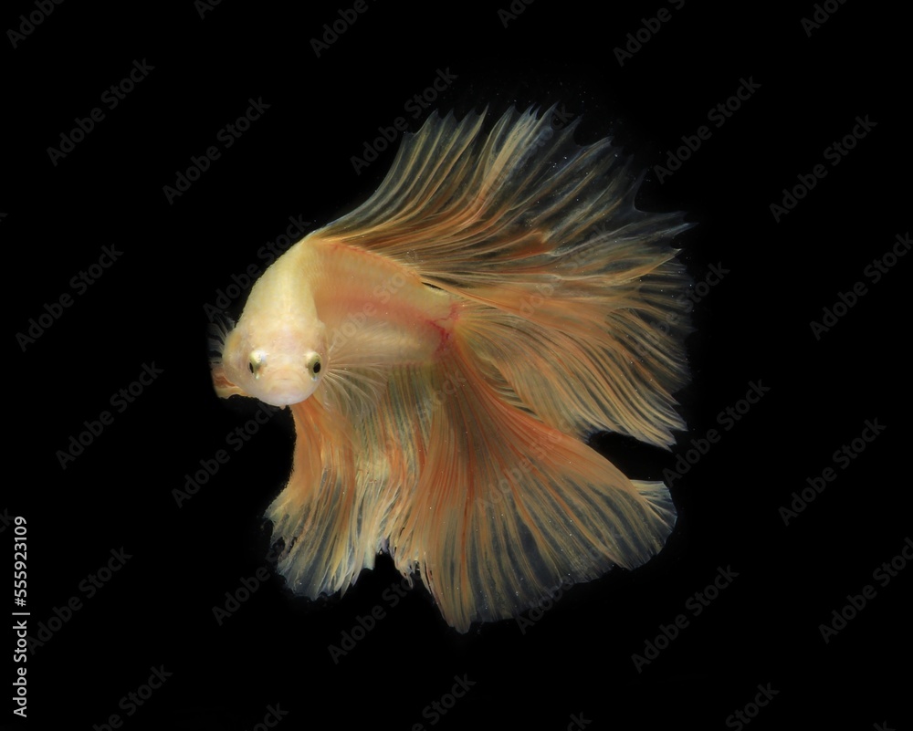 Obraz premium Yellow Betta fish with black background