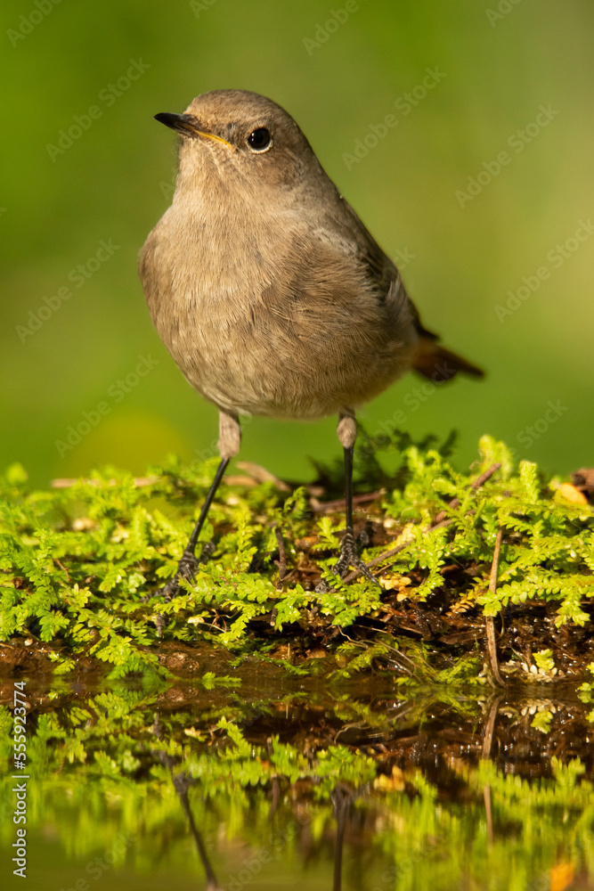 Cute Phoenicurus ochruros passerine bird sitting on lawn in nature Cute Phoenicurus ochruros passerine bird sitting on lawn in nature