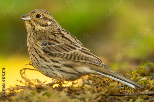 Cute Emberiza Cirlus passerine bird sitting on lawn in nature