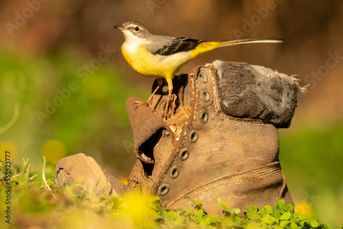 Cute Motacilla cinerea bird sitting on old boot in nature photo