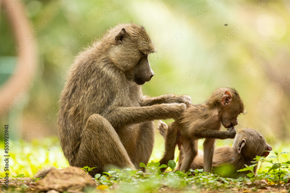 Monkey grooming infants on ground Monkey grooming infants on ground