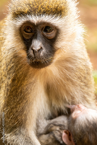Green monkey breastfeeding infant and looking away photo