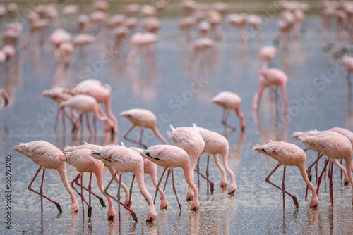 Greater flamingos in calm lake