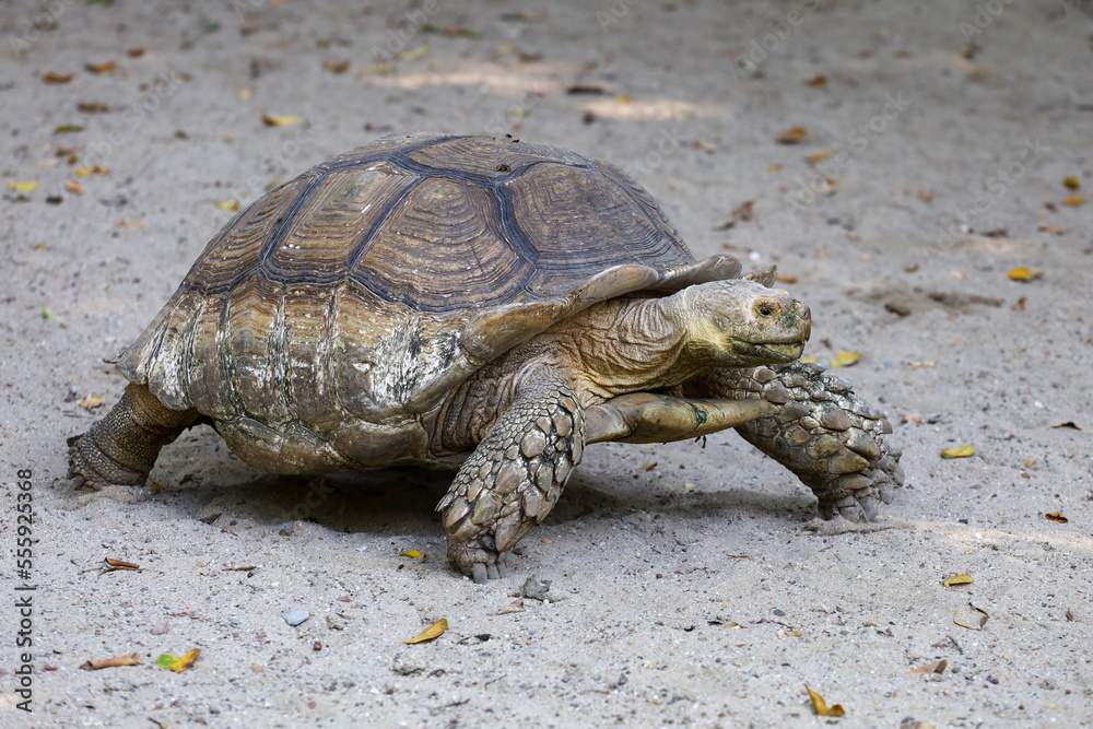 The big Sulcata tortoise is walking