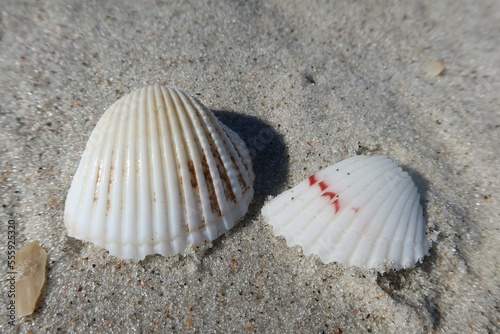 Light seashells on sand background in Atlantic coast of North Florida 
