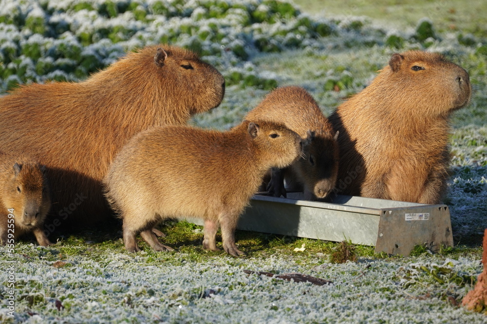 Capybara Capybara
